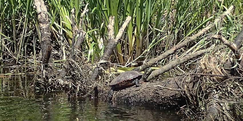 Skildpadde i Gudenåen